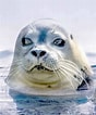 Image result for Arctic Ocean Animals. Size: 88 x 106. Source: animalhow.com