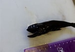 Image result for "pseudoscopelus Altipinnis". Size: 151 x 106. Source: www.marine.ie