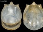 Image result for "cavolinia Globulosa". Size: 141 x 106. Source: gastropods.com