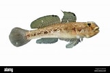 Image result for "gobius Luteus". Size: 161 x 106. Source: www.alamy.com