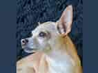 Image result for Chihuahua. Size: 142 x 106. Source: puppylists.com