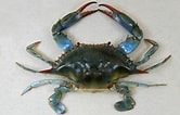 Image result for Blauwe zwemkrab. Size: 166 x 106. Source: www.coastalwiki.org