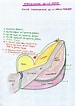 Afbeeldingsresultaten voor Peristedion Anatomie. Grootte: 75 x 106. Bron: www.coursformationspilatesparis.fr