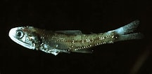 Image result for Notoscopelus caudispinosus Anatomie. Size: 216 x 106. Source: adriaticnature.com
