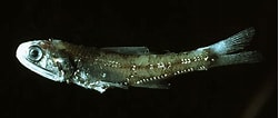Afbeeldingsresultaten voor Notoscopelus caudispinosus. Grootte: 251 x 106. Bron: adriaticnature.com