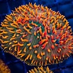 Image result for Fungia Plate Coral. Size: 106 x 106. Source: trscaquatics.com