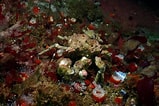 Image result for Scyra acutifrons. Size: 159 x 106. Source: reeflifesurvey.com