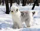 Image result for Old English Sheepdog. Size: 135 x 106. Source: www.dog-learn.com