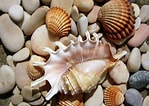 Image result for Seashells. Size: 149 x 106. Source: wallpapercave.com