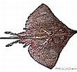 Image result for Dipturus nidarosiensis. Size: 113 x 100. Source: shark-references.com