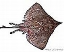 Image result for Dipturus nidarosiensis Familie. Size: 131 x 100. Source: shark-references.com