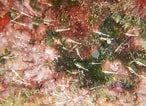 Image result for "leptomysis Mediterranea". Size: 146 x 106. Source: www.inaturalist.org