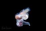 Image result for "pneumoderma peroni Heterocotylum". Size: 160 x 106. Source: lindaiphotography.com