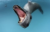 Image result for Arctic Ocean Animals. Size: 167 x 106. Source: www.pinterest.com