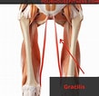 Afbeeldingsresultaten voor Musculus Gracilis Pees. Grootte: 109 x 106. Bron: www.yourhousefitness.com