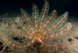 Image result for "antedon Petasus". Size: 155 x 106. Source: www.britishmarinelifepictures.co.uk