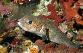 Image result for "diodon Hystrix". Size: 165 x 106. Source: reefapp.net