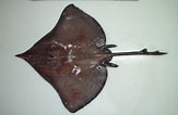Image result for Dipturus nidarosiensis Familie. Size: 163 x 106. Source: shark-references.com