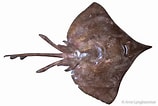 Image result for Dipturus nidarosiensis. Size: 158 x 106. Source: shark-references.com