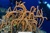 Image result for "aplysina Fulva". Size: 161 x 106. Source: www.reeflex.net