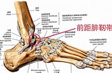 足の骨と関節 に対する画像結果.サイズ: 161 x 106。ソース: m-r-g.jp