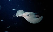 Afbeeldingsresultaten voor "dasyatis Violacea". Grootte: 175 x 106. Bron: www.marinethemes.com