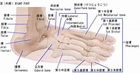 足の構造 に対する画像結果.サイズ: 204 x 106。ソース: www.takatsu-chiro.com