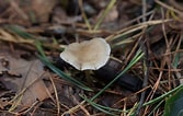 Image result for Botercollybia. Size: 167 x 106. Source: oirschotseheide.nl