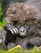 Image result for "chirodropus Gorilla". Size: 83 x 106. Source: www.pinterest.com