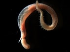 Image result for "glycera Capitata". Size: 142 x 106. Source: www.marinespecies.org
