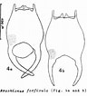 Afbeeldingsresultaten voor Amphogona apsteini Geslacht. Grootte: 96 x 106. Bron: www.rotifera.hausdernatur.at