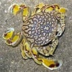 Image result for "matuta Planipes". Size: 106 x 106. Source: www.wildsingapore.com