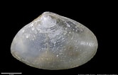 Image result for "abra Alba". Size: 166 x 106. Source: naturalhistory.museumwales.ac.uk