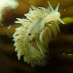 Image result for Fiona pinnata Rijk. Size: 105 x 106. Source: www.inaturalist.org