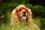 Image result for Spaniels. Size: 160 x 106. Source: www.thesprucepets.com