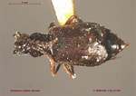 Image result for "anobothrus Gracilis". Size: 150 x 106. Source: www.zoology.ubc.ca