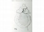 "fowlerina Punctata"-साठीचा प्रतिमा निकाल. आकार: 143 x 106. स्रोत: pelagics.myspecies.info