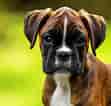 Image result for Boxer Dog. Size: 111 x 106. Source: animalia-life.club