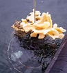 Image result for Glass Sponge. Size: 98 x 106. Source: www.cbc.ca