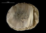 Image result for "gyge Branchialis". Size: 149 x 106. Source: www.marinespecies.org