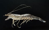 Afbeeldingsresultaten voor Crangon shrimp. Grootte: 171 x 106. Bron: www.pinterest.pt