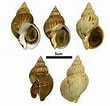 Image result for Neogastropoda Anatomie. Size: 110 x 106. Source: alchetron.com