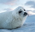 Image result for Seal Animal. Size: 116 x 106. Source: www.nationalgeographic.com