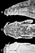 Image result for "trichobranchus Glacialis". Size: 70 x 106. Source: www.researchgate.net