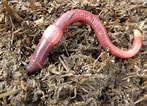 Afbeeldingsresultaten voor Rode draadworm. Grootte: 147 x 106. Bron: dengarden.com