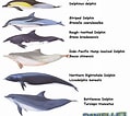 Image result for Dolphin Types. Size: 119 x 106. Source: www.pinterest.com.mx