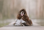 Image result for Amerikansk Cocker Spaniel. Size: 152 x 106. Source: www.thesprucepets.com
