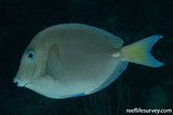 Afbeeldingsresultaten voor "acanthurus Coeruleus". Grootte: 160 x 106. Bron: reeflifesurvey.com