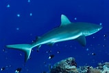 Image result for "carcharhinus Wheeleri". Size: 159 x 106. Source: www.istockphoto.com