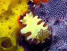 Image result for "darwinella Corneostellata". Size: 139 x 106. Source: www.underwaterkwaj.com